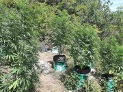 Dvojica uhićenih, jedan u bijegu: Pali zbog plantaža konoplje na području Konjica