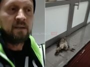(VIDEO)Psi lutalice mu napadaju životinje, on uginulu ćurku odnio gradonačelniku pred kabinet