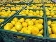 Očaj u dolini Neretve, traje uništavanje tisuća tona mandarina, truli plodovi su posvuda