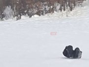 SNALAZE SE: Pogledajte kako radnik “Elektrokrajine” na leđima dolazi do mjesta kvara