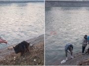 (VIDEO)ZA POHVALU: Konjički fotograf Širbegović uz pomoć dobrih ljudi spasio psa iz hladne Neretve!