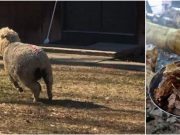 (FOTO)Pobjeglo janje u Bugojnu,ako ga vidite vlasnik apeluje da ga pozovete na broj..