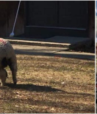 (FOTO)Pobjeglo janje u Bugojnu,ako ga vidite vlasnik apeluje da ga pozovete na broj..