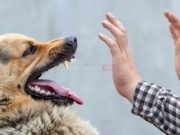 Nevjerovatna priča: Pas ugrizao nožni prst i spasio život svom vlasniku