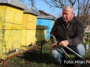 Neobična zima u BiH: Pčele aktivne u januaru zbog toplog vremena