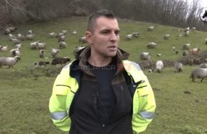 (VIDEO)Zbog ovaca napustio Dansku: ‘Vratio sam se kući u Sanski Most, ja ovdje pripadam..”