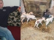 (FOTO)MALO ČUDO U BIH: Edhemova ovca ojanjila čak četiri preslatka janjeta