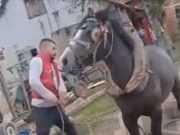 Uznemirujući video iz BiH: Brutalno tukli konja, oglasila se policija (VIDEO)