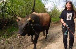Lijepa Mirnesa izgleda kao vila, a trenira moćnog bika Kobru: Bez straha sprema bika za borbe(VIDEO)