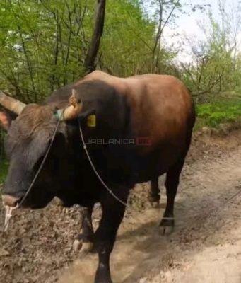 Lijepa Mirnesa izgleda kao vila, a trenira moćnog bika Kobru: Bez straha sprema bika za borbe(VIDEO)
