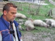 Tužna priča iz Bugojna: Psi lutalice mu ubili više od 20 ovaca(VIDEO)