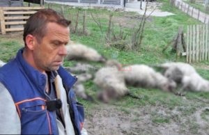 Tužna priča iz Bugojna: Psi lutalice mu ubili više od 20 ovaca(VIDEO)