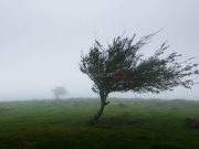 Narandžasto upozorenje: Jak vjetar prijeti Bosni i Hercegovini