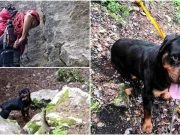 DIVNA VIJEST: Članovi GSS-a Trebević spasili psa s planine – sada mu traže dom pun ljubavi