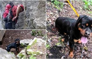DIVNA VIJEST: Članovi GSS-a Trebević spasili psa s planine – sada mu traže dom pun ljubavi