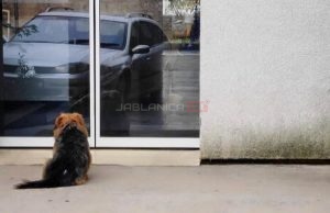 Ispred riječke bolnice pas čeka vlasnika: Ljubav koja se ne može objasniti riječima