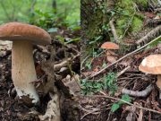 Jesenska čarolija u jablaničkim šumama: Vrganji svih vrsta mame iskusne berače(FOTO+VIDEO)