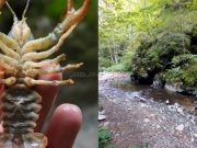 Fascinantno otkriće kod Prozora: U rijeci Volujak pronađena vrsta raka koja je preživjela ledeno doba