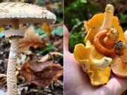 Jesenji gljivolov u jablaničkim šumama: Darovi prirode na dohvat ruke, evo šta sve možete pronaći u šumi ovog oktobra(FOTO)