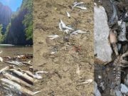 Naučnici iz cijele Evrope poslali pismo bh. vlastima: Hitno preispitati rad HE Ulog i istražiti pomor ribe!