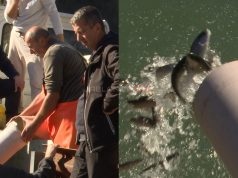 Riblji fond Jablanice u oporavku: 18.000 komada pastrmke pušteno na više lokacija(FOTO)