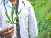 Bosna i Hercegovina legalizirala upotrebu kanabisa u medicinske svrhe: Evo šta to znači