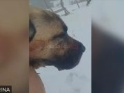 Ovo je Ajaz, pas heroj koji je sinoć ubio krvoločnu zvijer i zaštitio svoje stado: ‘Zadobio je teške rane ali pravi je pobjednik!’