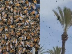 Milijuni pčela preplavili dijelove Izraela, vlasti pozivaju građane da ostanu u zatvorenom(VIDEO)
