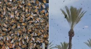 Milijuni pčela preplavili dijelove Izraela, vlasti pozivaju građane da ostanu u zatvorenom(VIDEO)
