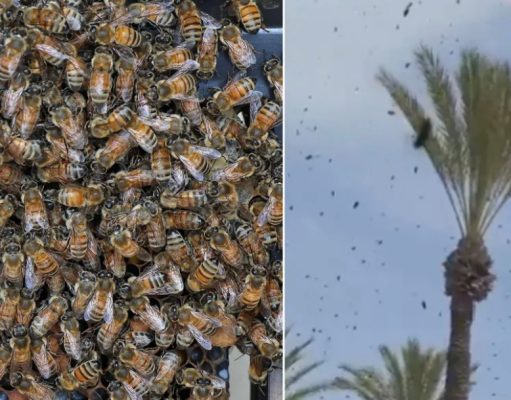 Milijuni pčela preplavili dijelove Izraela, vlasti pozivaju građane da ostanu u zatvorenom(VIDEO)