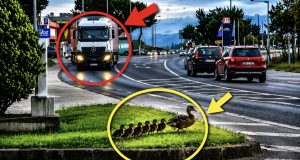 Lijepa scena iz Mostara oduševila građane: Pažljivi vozač kamiona stao kako bi patka sa pačićima sigurno prešla cestu(VIDEO)