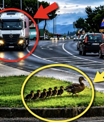 Lijepa scena iz Mostara oduševila građane: Pažljivi vozač kamiona stao kako bi patka sa pačićima sigurno prešla cestu(VIDEO)