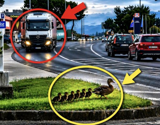 Lijepa scena iz Mostara oduševila građane: Pažljivi vozač kamiona stao kako bi patka sa pačićima sigurno prešla cestu(VIDEO)