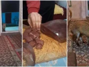 Konjičanin Jusuf Delić oduševio region: Lisica mu svakodnevno dolazi na prag, njihov odnos topi srca – “Opet si došla, živote..”(VIDEO)