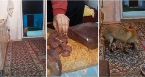 Konjičanin Jusuf Delić oduševio region: Lisica mu svakodnevno dolazi na prag, njihov odnos topi srca – “Opet si došla, živote..”(VIDEO)