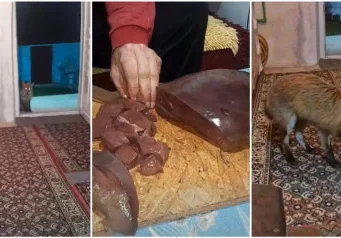 Konjičanin Jusuf Delić oduševio region: Lisica mu svakodnevno dolazi na prag, njihov odnos topi srca – “Opet si došla, živote..”(VIDEO)