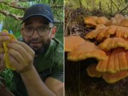 Hit na društvenim mrežama: Pogledajte kako Almir Rizvanović bere gljivu koja ima okus piletine – šumsko pile prava kulinarska senzacija!(VIDEO)