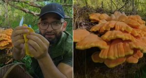 Hit na društvenim mrežama: Pogledajte kako Almir Rizvanović bere gljivu koja ima okus piletine – šumsko pile prava kulinarska senzacija!(VIDEO)
