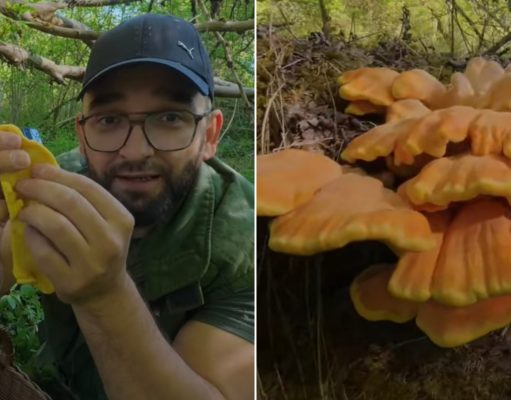 Hit na društvenim mrežama: Pogledajte kako Almir Rizvanović bere gljivu koja ima okus piletine – šumsko pile prava kulinarska senzacija!(VIDEO)