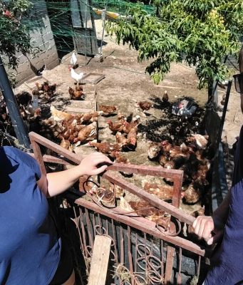 Mlada porodica iz Jablanice ostvarila svoj san: Jasmina i Nermin Jamaković kroz Eko farmu „Zeleno srce“ postaju primjer uspješnog poduzetništva