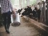 Tužna slika iz Konjica: Farmeri prosipaju mlijeko, „Tih 0,80 KM jako se teško može nama isplatiti..“