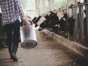 Tužna slika iz Konjica: Farmeri prosipaju mlijeko, „Tih 0,80 KM jako se teško može nama isplatiti..“