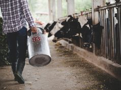 Tužna slika iz Konjica: Farmeri prosipaju mlijeko, „Tih 0,80 KM jako se teško može nama isplatiti..“