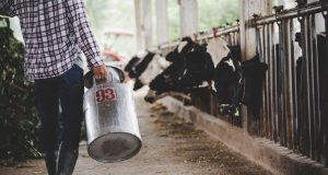 Tužna slika iz Konjica: Farmeri prosipaju mlijeko, „Tih 0,80 KM jako se teško može nama isplatiti..“