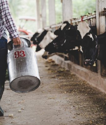 Tužna slika iz Konjica: Farmeri prosipaju mlijeko, „Tih 0,80 KM jako se teško može nama isplatiti..“