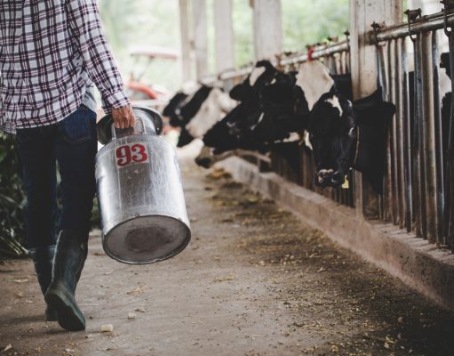 Tužna slika iz Konjica: Farmeri prosipaju mlijeko, „Tih 0,80 KM jako se teško može nama isplatiti..“