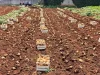U Hercegovini u toku vađenje krompira, proizvođače muči nedostatak radne snage: “Prije ćete doći na CT pregled nego pronaći radnika za 150 KM dnevno..”