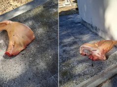 Skandal u Mostaru: Svinjska glava ostavljena na Liska haremu na godišnjicu osnivanja Prve mostarske brigade