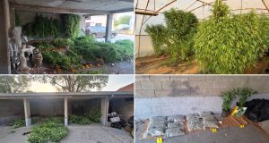 Velika policijska akcija u Hercegovini: Pronađene 64 stabljike i oko tri kilograma materije koja asocira na marihuanu(FOTO)