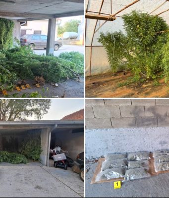 Velika policijska akcija u Hercegovini: Pronađene 64 stabljike i oko tri kilograma materije koja asocira na marihuanu(FOTO)